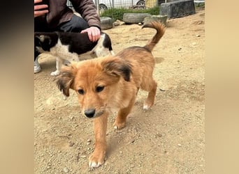 Skiouros – fröhlich und verspielt