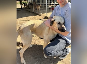 Brunella – freundliche Hündin mit Herz 