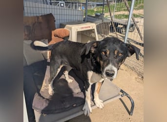 Ella – charmante Persönlichkeit mit Herz 