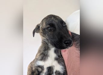 Phibi – wunderschöne gestromte Mischlingshündin 