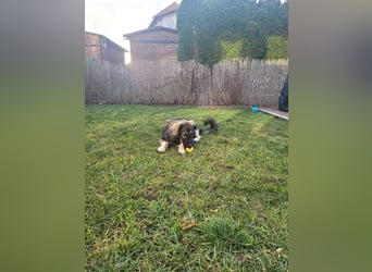 Selin auf Pflegestelle in 17111 Nossendorf (Mecklenburg-Vorpommern)