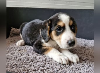 Molly – Dreifarbiger Sonnenschein auf vier Pfoten ☀️
