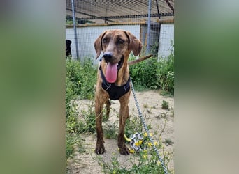 Diego - fröhlicher Jagdhund Mischling 