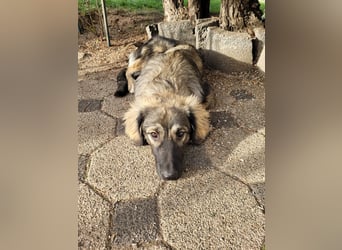 Selin auf Pflegestelle in 17111 Nossendorf (Mecklenburg-Vorpommern)