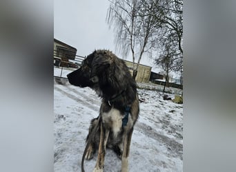 Selin auf Pflegestelle in 17111 Nossendorf (Mecklenburg-Vorpommern)