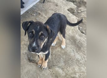 Nemo – verspielter Welpe, auf der Suche nach Vertrauen! Bereits auf PS in 53925 Kall/NRW!
