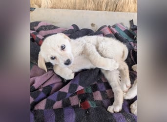 Philomena – neugierig, verspielt, mit feiner Zurückhaltung 