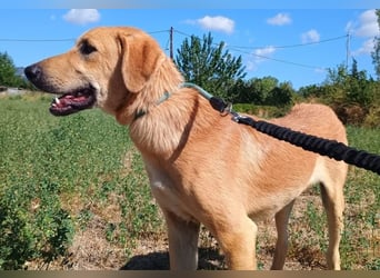 Petros, geb. ca. 12/2024, lebt in GRIECHENLAND, auf einer privaten Pflegestelle