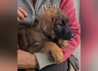 Kira – fröhliches Hundemädchen ❤️