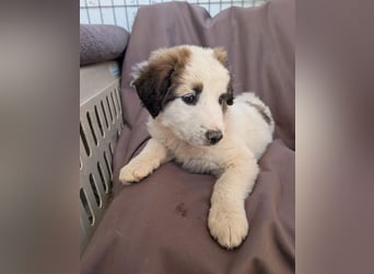 Leilani – kleiner flauschiger Teddy voller Lebenslust