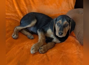 Vito – sanfter, neugieriger und verspielter junger Rüde 