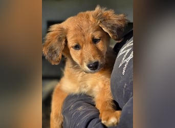 Skiouros – fröhlich und verspielt