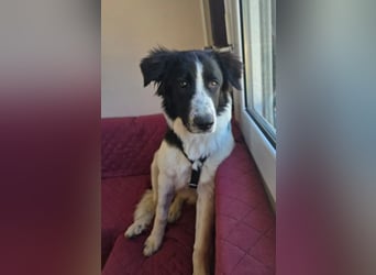 Lucy – die kleine Dame, die einfach vor der Tür stand 
