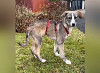 Horst – immer gut gelaunt und bereits in DE