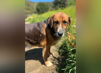 Angel – liebevoller Seniorin-Hund 