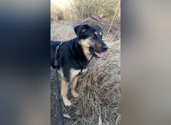 Olivia, Schönheit sucht eigenes Körbchen zum Bleiben