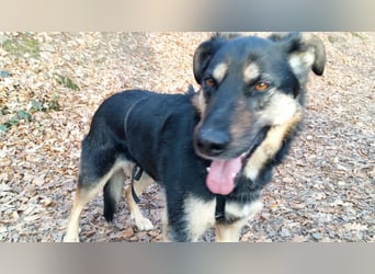 Olivia, Schönheit sucht eigenes Körbchen zum Bleiben