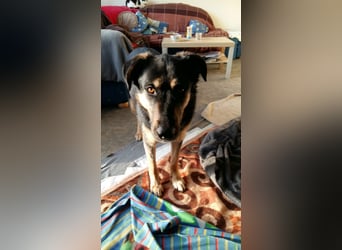 Olivia, Schönheit sucht eigenes Körbchen zum Bleiben