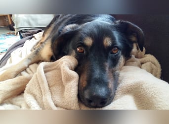 Olivia, Schönheit sucht eigenes Körbchen zum Bleiben