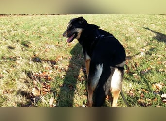 Olivia, Schönheit sucht eigenes Körbchen zum Bleiben