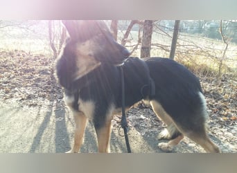 Olivia, Schönheit sucht eigenes Körbchen zum Bleiben