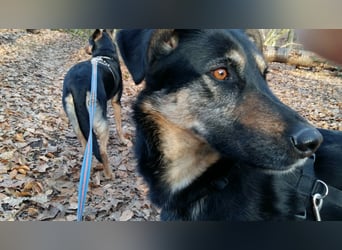 Olivia, Schönheit sucht eigenes Körbchen zum Bleiben