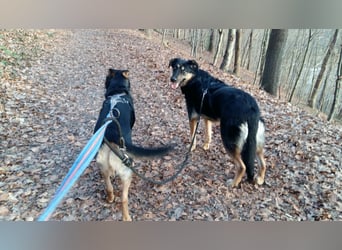 Olivia, Schönheit sucht eigenes Körbchen zum Bleiben