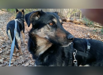 Olivia, Schönheit sucht eigenes Körbchen zum Bleiben