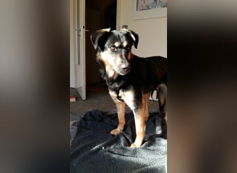 Olivia, Schönheit sucht eigenes Körbchen zum Bleiben