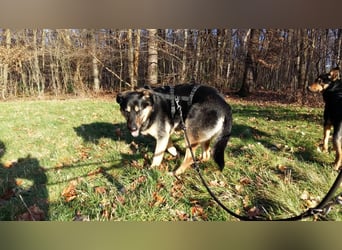 Olivia, Schönheit sucht eigenes Körbchen zum Bleiben