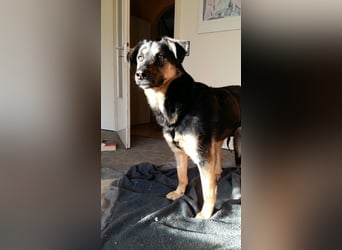 Olivia, Schönheit sucht eigenes Körbchen zum Bleiben