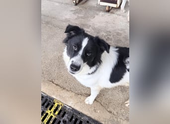 Katja Mischlingshündin ca. 1,7 Jahre alt in Griechenland