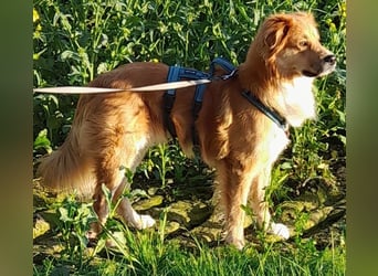 Charly Mischlingsrüde 2,5 Jahre alt in 35641 Schöffengrund