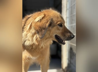 Malia liebe Mischlingshündin ca. 9,5 Jahre alt in Griechenland