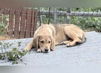 Fine Mischlingshündin ca. 6,5 Monate alt in Griechenland