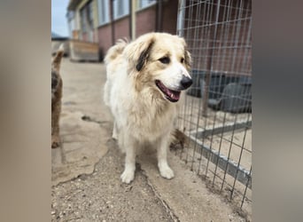 Mona griech. Schäferhundmischlingshündin ca. 4,5 Jahre alt  in Griechenland