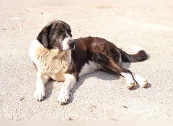 Ava Mischlingshündin ca. 5 Jahre alt in Griechenland