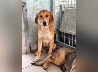 Maya Mischlingshündin ca. 8 Monate alt in Griechenland