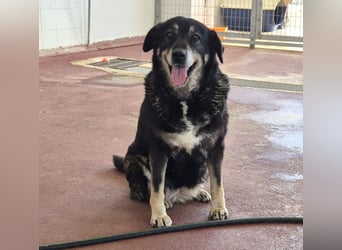 Liza Mischlingshündin ca. 11 Jahre alt in Griechenland