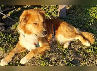 Charly Mischlingsrüde 2,5 Jahre alt in 35641 Schöffengrund