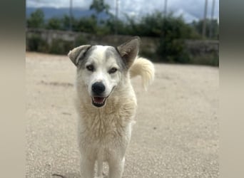 Anakin Hirtenhundmix Rüde ca. 3,5 Jahre alt  in Griechenland