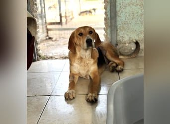 Maya Mischlingshündin ca. 8 Monate alt in Griechenland