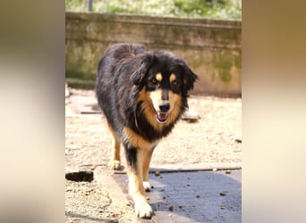 Lisa Mischlingshündin ca. 2,5 Jahre alt in Griechenland