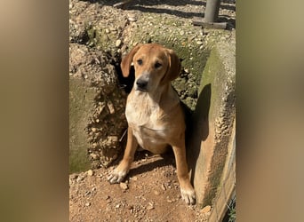 Maya Mischlingshündin ca. 8 Monate alt in Griechenland