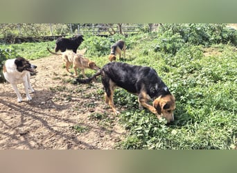Lupo Mischlingsrüde ca. 9 Monate alt in Griechenland