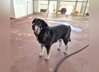 Liza Mischlingshündin ca. 11 Jahre alt in Griechenland