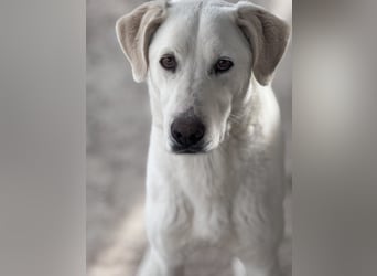 Dimi Mischlingsrüde ca. 4 Jahre alt in Griechenland