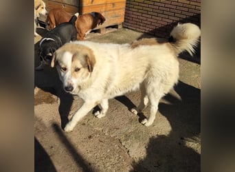 Liza griech. Schäferhundsmischlingshündin ca. 4,5 Jahre alt  in Griechenland