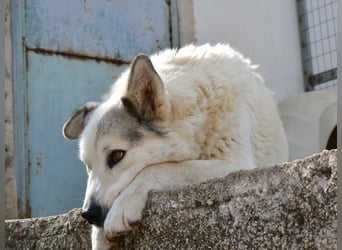 Anakin Hirtenhundmix Rüde ca. 3,5 Jahre alt  in Griechenland