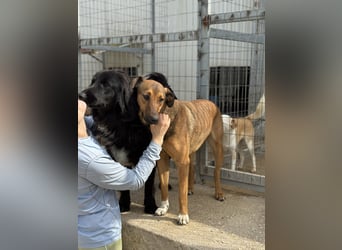 Kaltsa Mischlingshündin ca. 2 Jahre alt in Griechenland